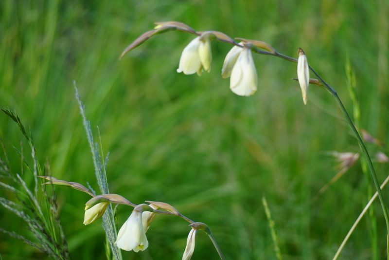 Gladiolus papilio, photographed by Matthew Fainman