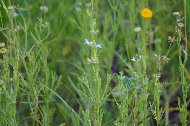 Salvia runcinata, photographed by Matthew Fainman