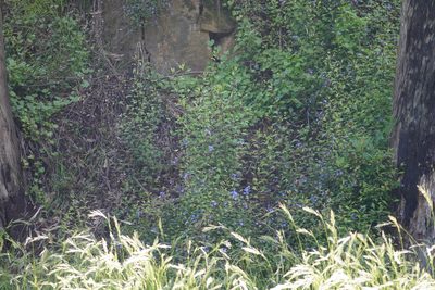 Ceratostigma willmottianum, photographed by Matthew Fainman