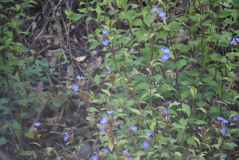 Ceratostigma willmottianum, photographed by Matthew Fainman