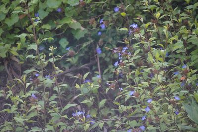 Ceratostigma willmottianum, photographed by Matthew Fainman