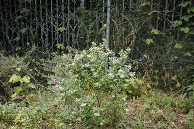 Polygala fruticosa, photographed by Tony Rebelo