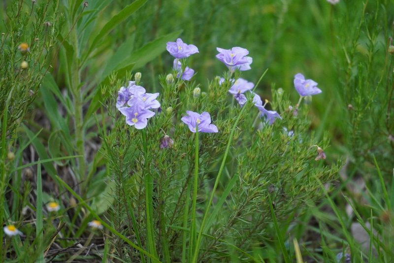 Nierembergia linariifolia, photographed by Matthew Fainman