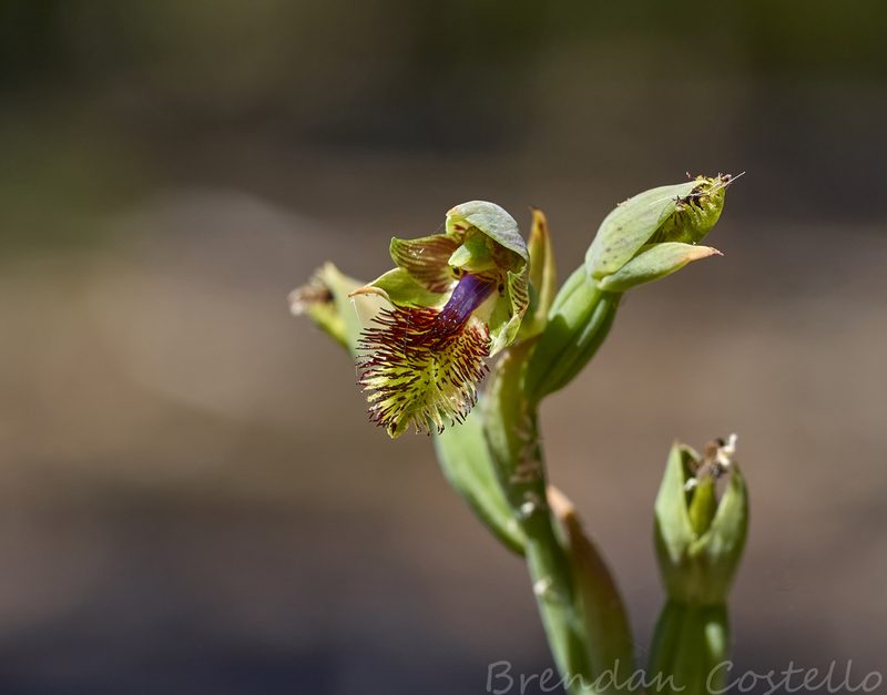 Calochilus herbaceus, photographed by Brendan Costello
