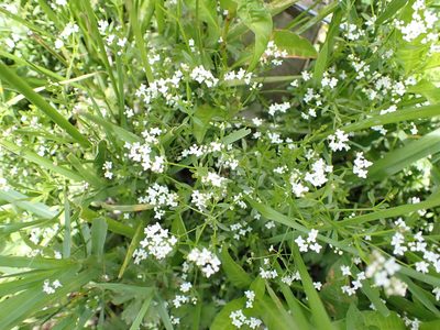 Hydrogalium elongatum, photographed by Lisa Bennett