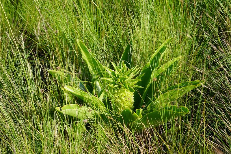 Eucomis autumnalis, photographed by Matthew Fainman