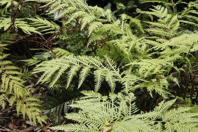 Pteris dentata, photographed by Tony Rebelo