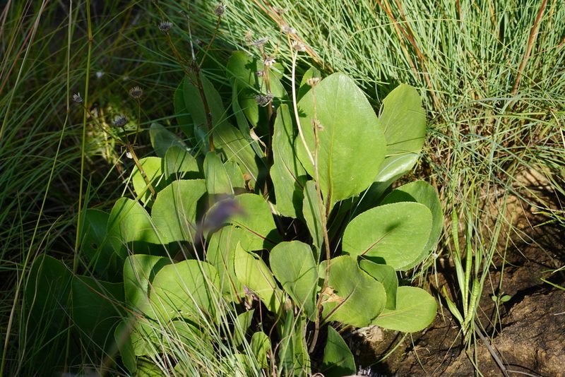 Senecio coronatus, photographed by Matthew Fainman