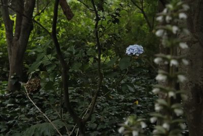 Hydrangea macrophylla, photographed by Tony Rebelo