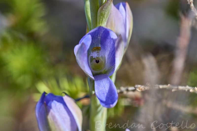 Thelymitra aristata, photographed by Brendan Costello