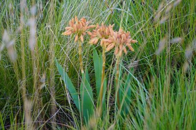 Aloe ecklonis, photographed by Matthew Fainman