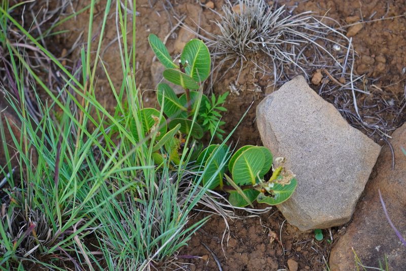 Raphionacme hirsuta, photographed by Matthew Fainman
