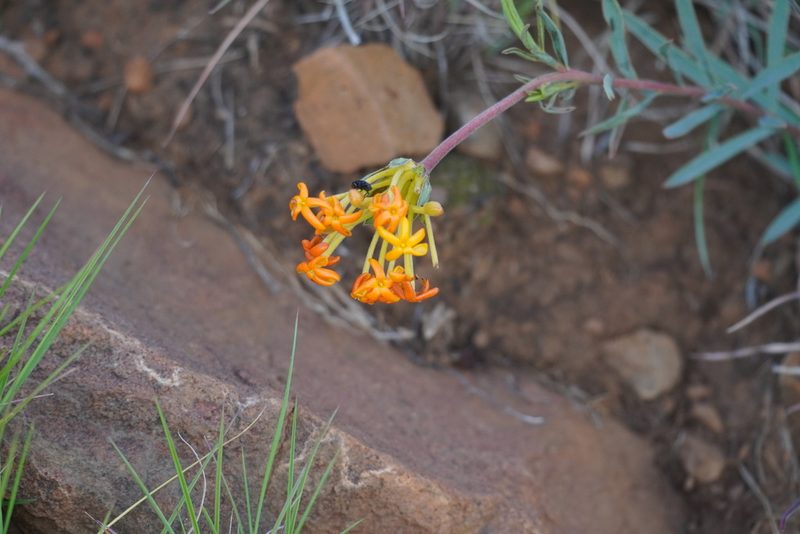 Lasiosiphon capitatus, photographed by Matthew Fainman