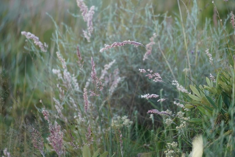 Melinis nerviglumis, photographed by Matthew Fainman
