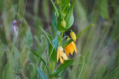 Gloriosa modesta, photographed by Matthew Fainman