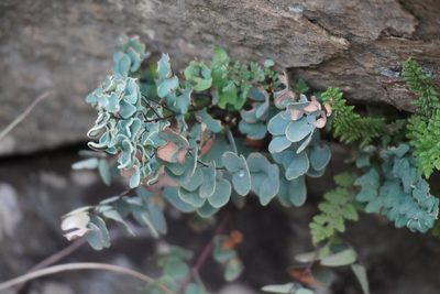Choristosoria calomelanos, photographed by Matthew Fainman