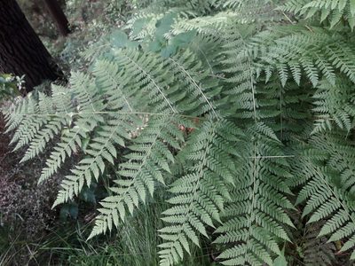 Diplazium australe, photographed by naturewatchwidow