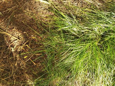Carex muricata, photographed by Leon Perrie