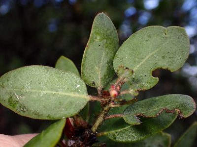Arctostaphylos pilosula, photographed by Cricket Raspet