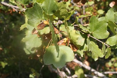 Acer sempervirens, photographed by Edmundas Greimas