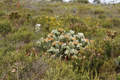 Leucospermum cordifolium, photographed by Tony Rebelo