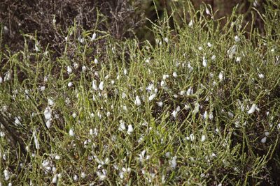 Stoebe scabra, photographed by Tony Rebelo