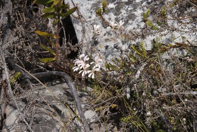 Pelargonium pinnatum, photographed by Tony Rebelo
