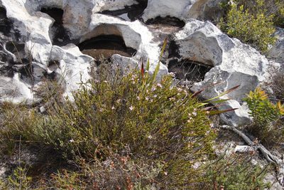 Lachnaea grandiflora, photographed by Tony Rebelo