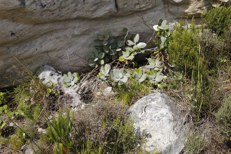 Capelio tabularis, photographed by Tony Rebelo