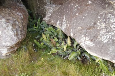 Blechnum punctulatum, photographed by Tony Rebelo