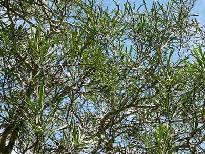 Pseudopanax ferox, photographed by Alice Shanks