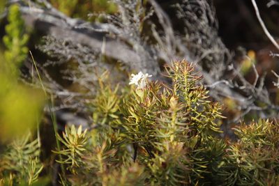 Gnidia pinifolia, photographed by Tony Rebelo
