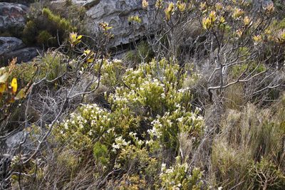 Gnidia tomentosa, photographed by Tony Rebelo