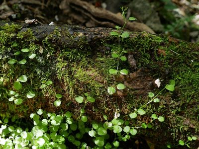 Stellaria parviflora, photographed by Alice Shanks