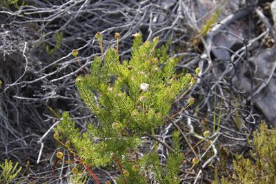 Euryops abrotanifolius, photographed by Tony Rebelo