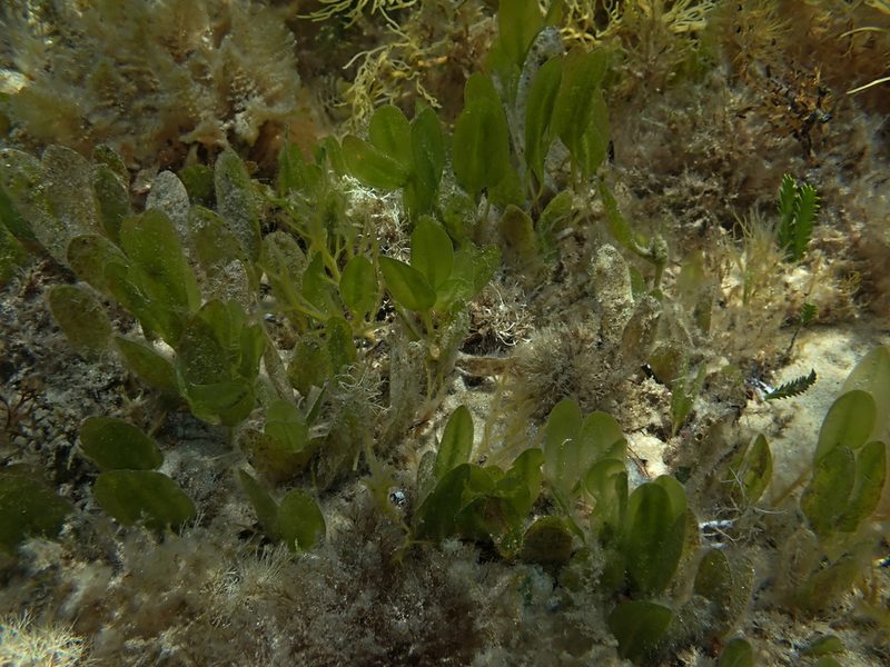 Halophila australis, photographed by Tim
