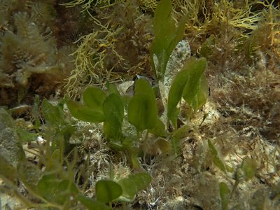 Halophila australis, photographed by Tim