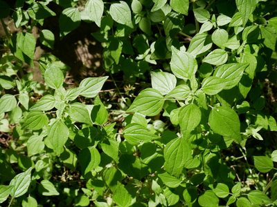 Parietaria debilis, photographed by Alice Shanks