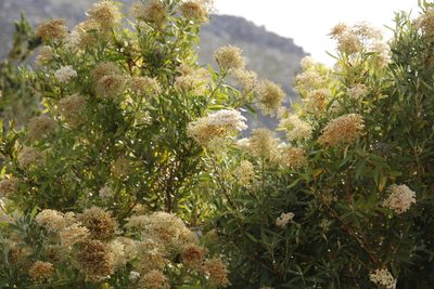 Buddleja saligna, photographed by Tony Rebelo
