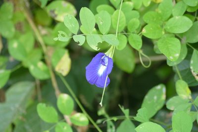 Clitoria ternatea, photographed by Jean-Paul Boerekamps