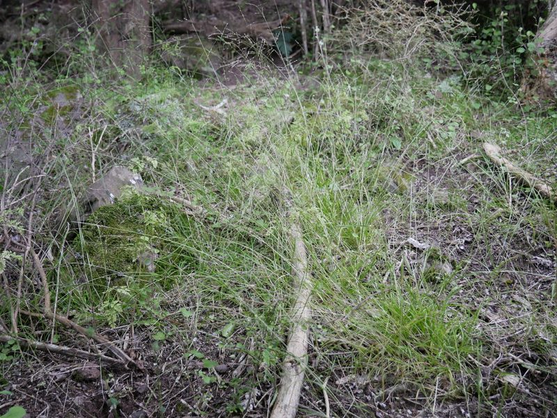 Poa matthewsii, photographed by Alice Shanks