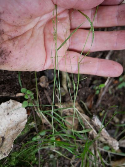 Poa matthewsii, photographed by Alice Shanks