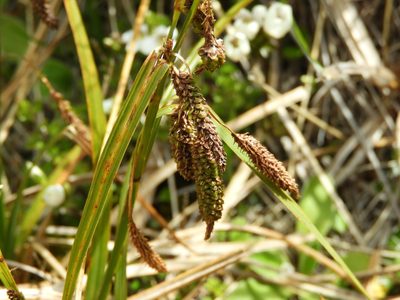 Carex coriacea, photographed by Santiago Martín-Bravo