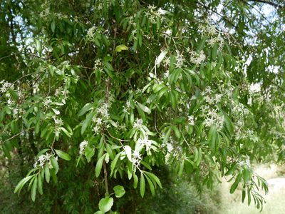 Hoheria angustifolia, photographed by Alice Shanks