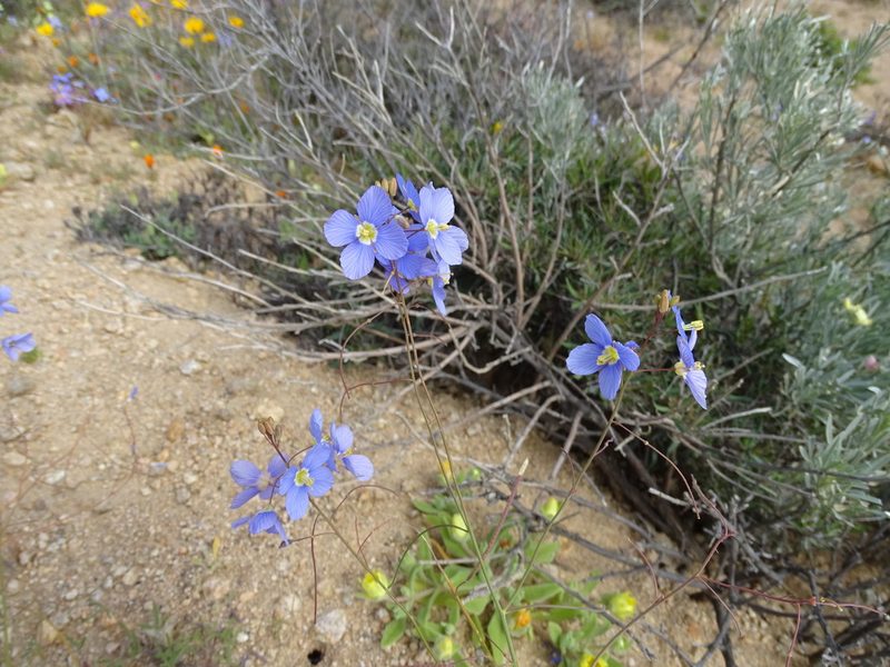 Heliophila lactea, photographed by Peter Warren