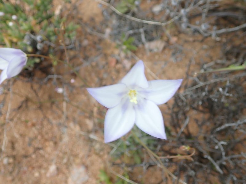Wahlenbergia annularis, photographed by Peter Warren