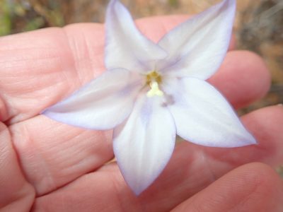 Wahlenbergia annularis, photographed by Peter Warren