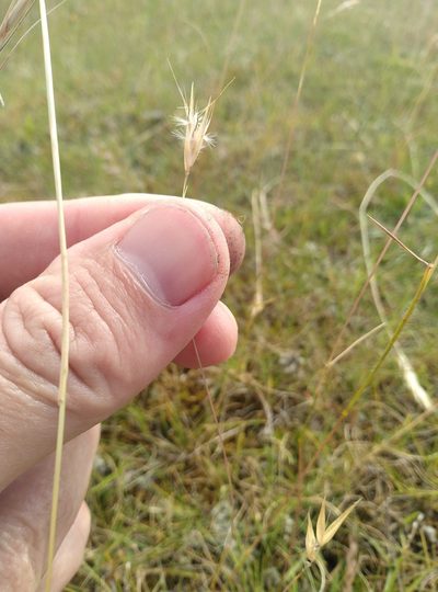 Rytidosperma laeve, photographed by Joe Potter Butler