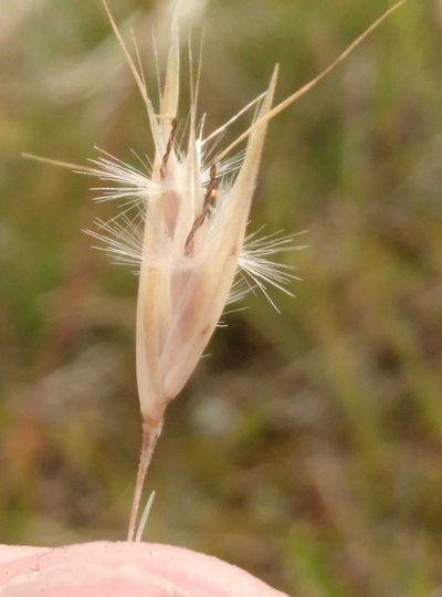 Rytidosperma laeve, photographed by Joe Potter Butler