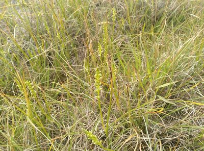 Microtis unifolia, photographed by Joe Potter Butler